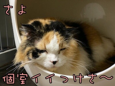 さよ154