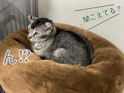 銀41