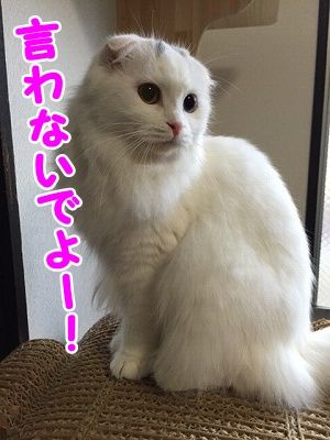 もえ (15)