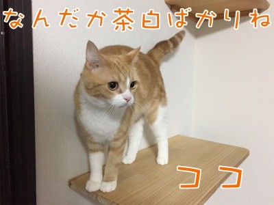 ココナッツ41