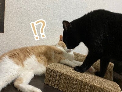 楓976