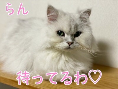 らん21