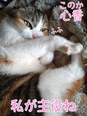こここ36