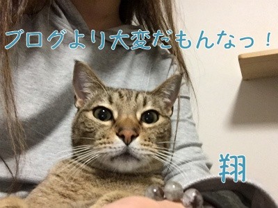 翔12