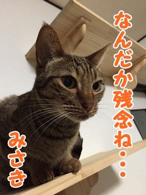 みさき (13)