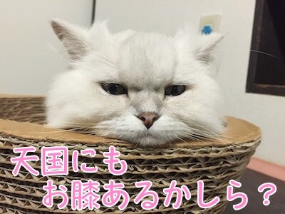 らん259