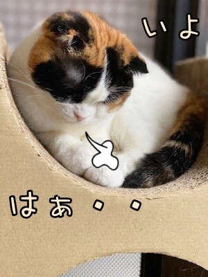 いよ530