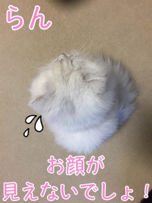 らん111