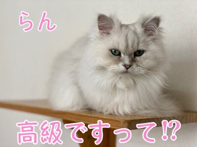 らん249
