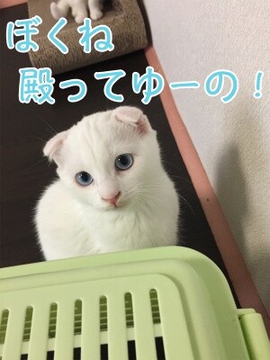 殿797