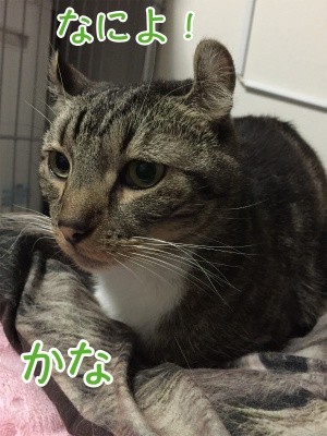 かな148