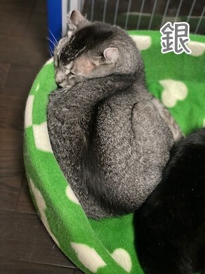 銀40