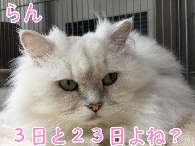 らん40
