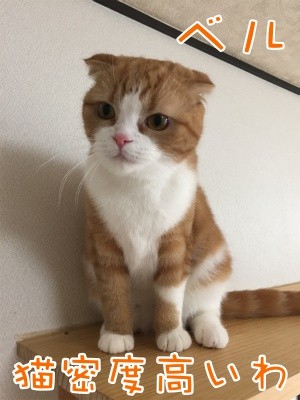 ベルビル42