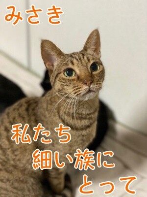 みさき325