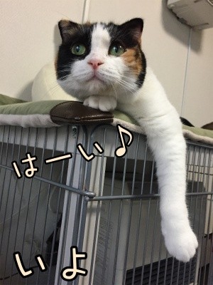 いよ232