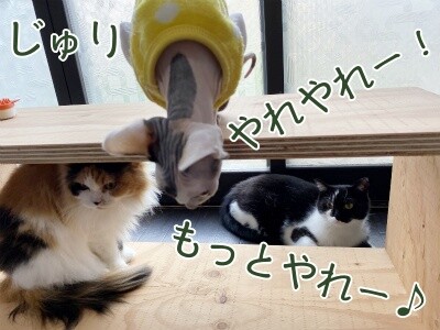 茶牛167