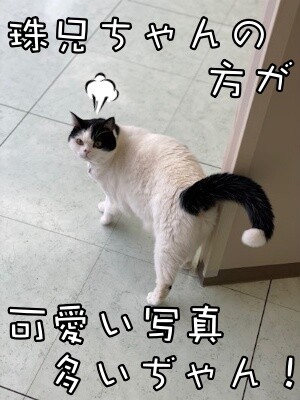 珠若816