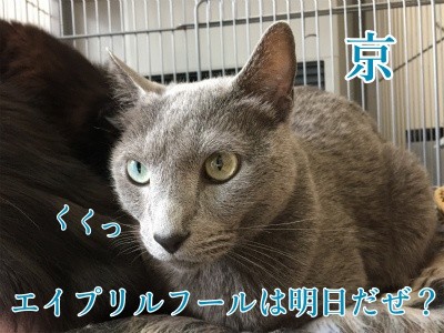 京91