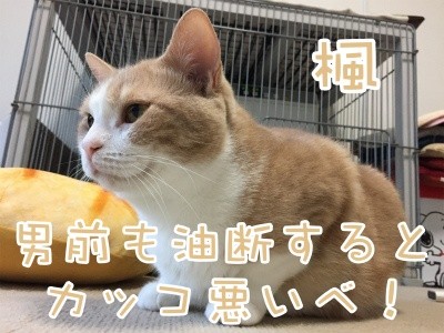 楓514