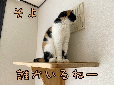 そよ12