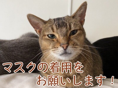 俊337