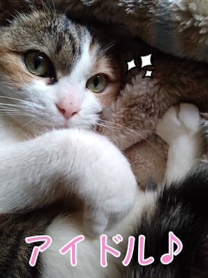 こここ37