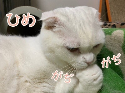 ひめ306