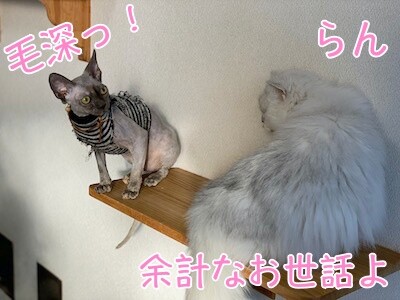 ハゲ族25