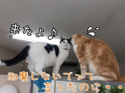 珠若264