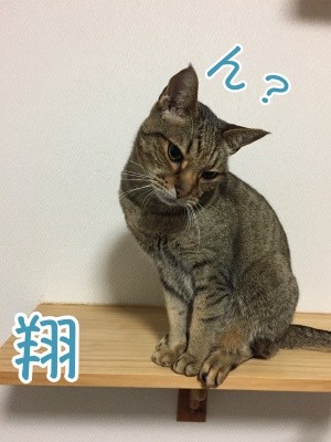 翔236