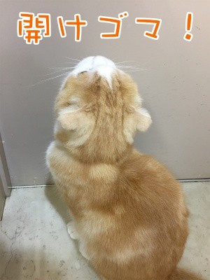珠若286