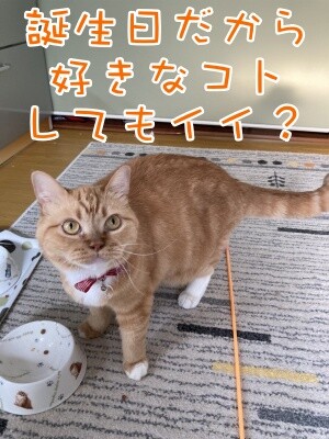 きなこ42