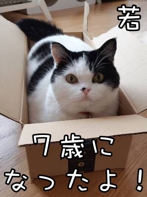 珠若900
