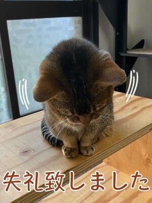 俊425