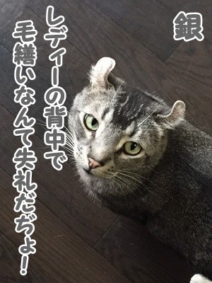 銀 (41)