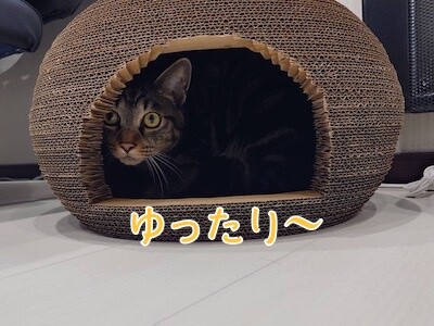 魚卵424