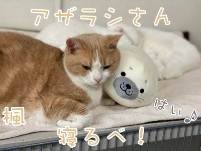 楓987