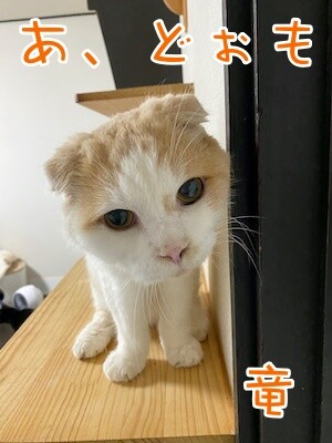竜10