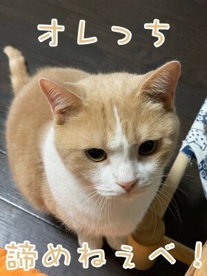 楓982