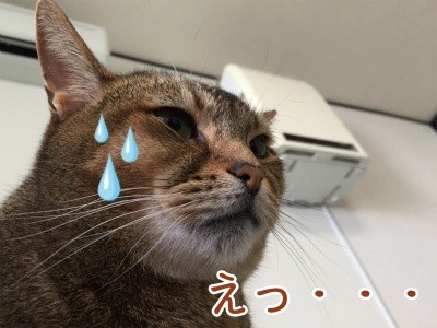 俊54