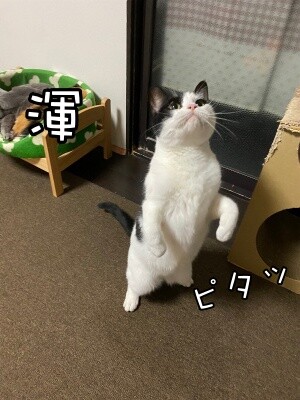 渾225