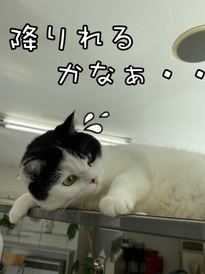 珠若557