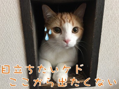 ベルビル41