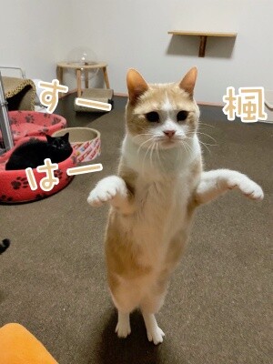 楓1143