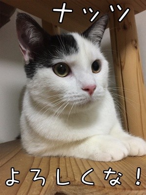 ココナッツ33