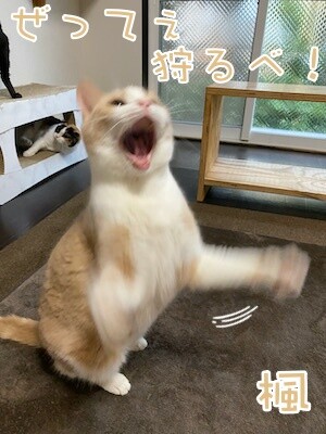 楓366