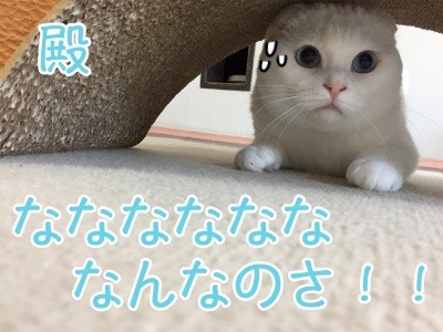 殿431