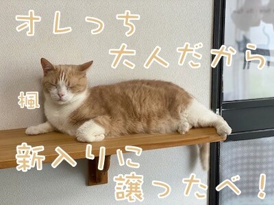 楓1378