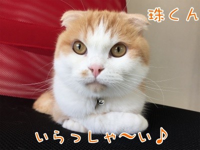 珠若88